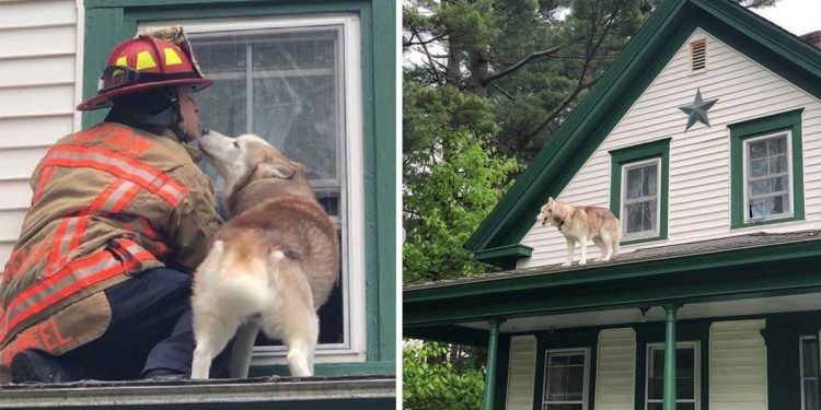 fireman rescues husky on roof hugs