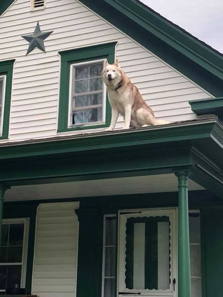 fireman rescues husky on roof hugs