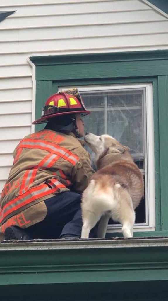 fireman rescues husky on roof hugs