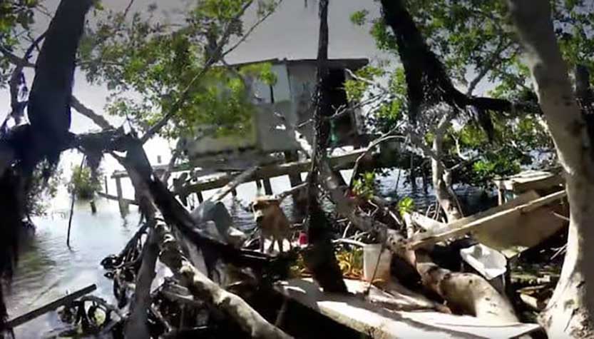 photographer saves hungry abandoned dog isolated island