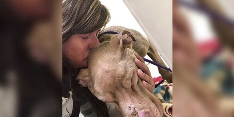 woman sleeps shelter take care dying dog