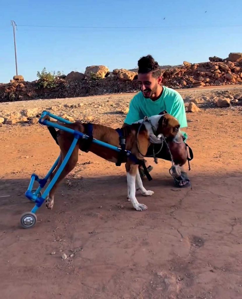 young man adopts disabled dog makes life happy