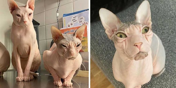 cats without hair permanent faces bad mood