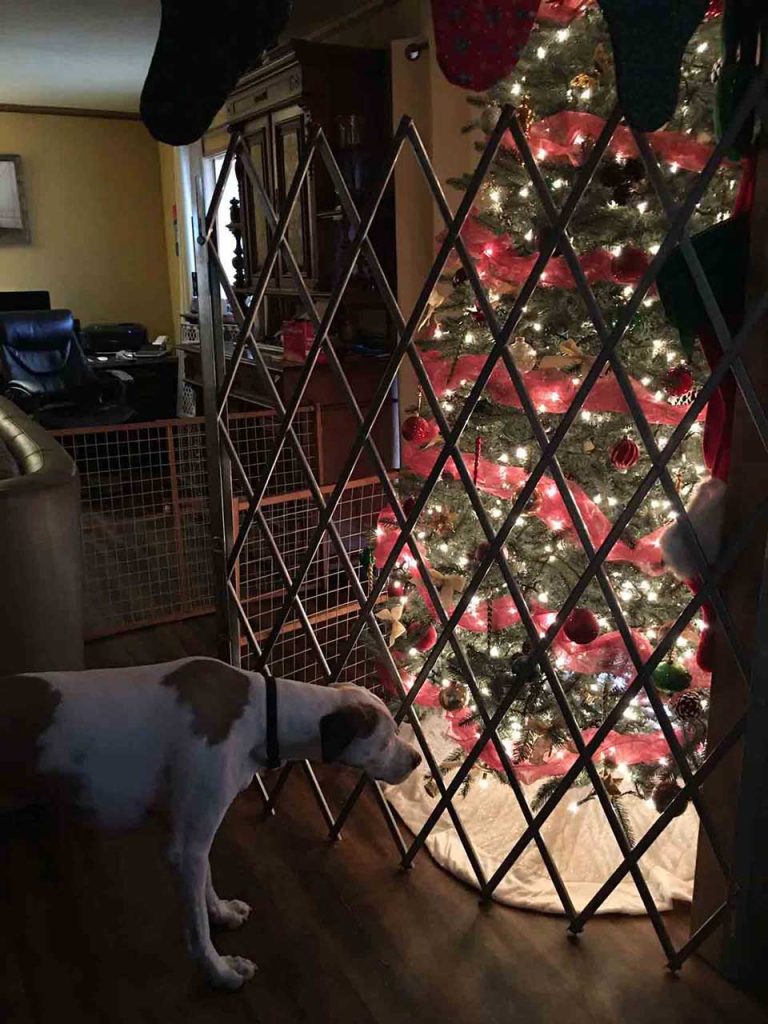 dogs destroy christmas tree put fence