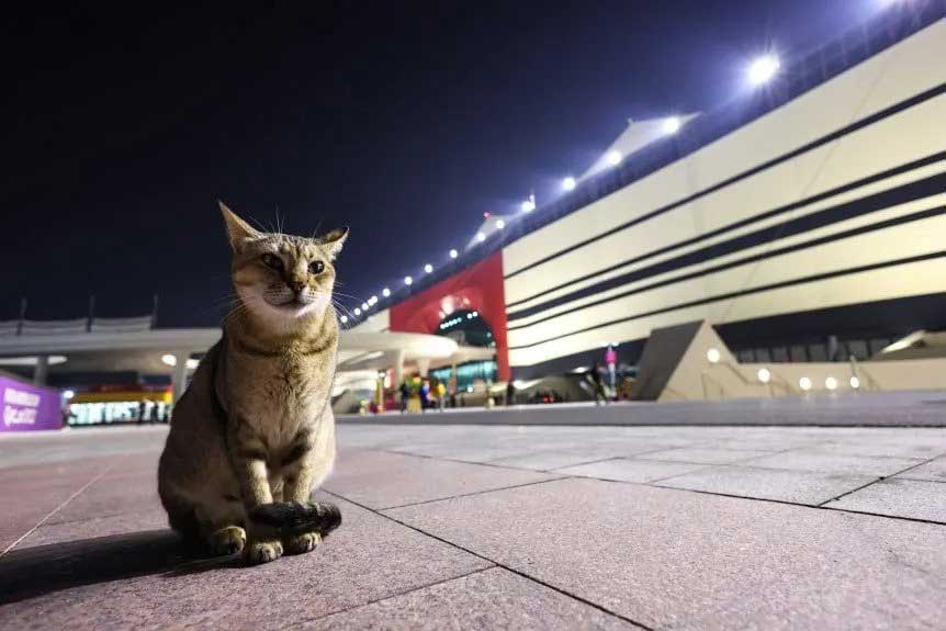 england players adopted cat world cup 2022 qatar