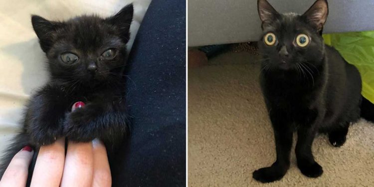 family finds abandoned kitten adorable appearance