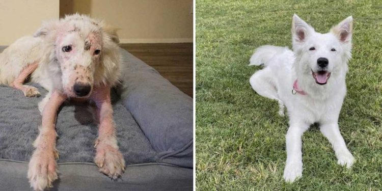 fluffy white rescued hairless dog