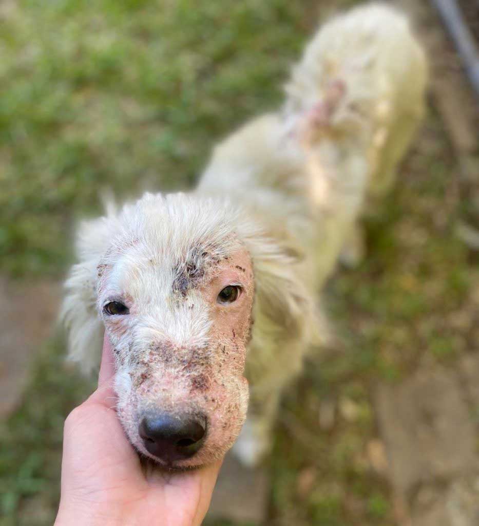 fluffy white rescued hairless dog