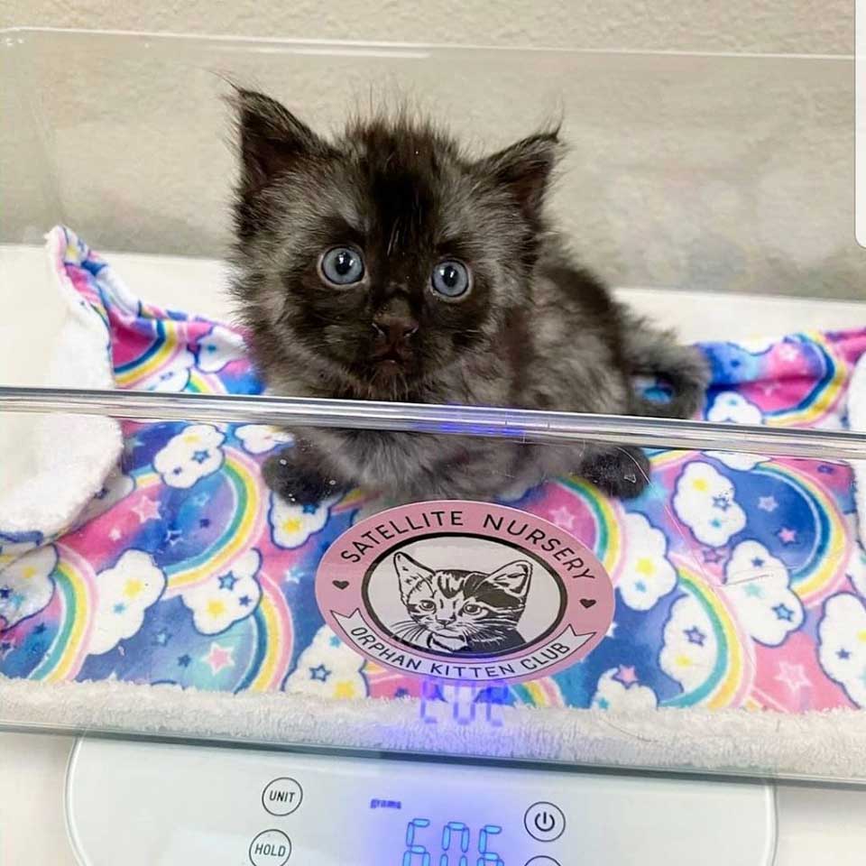 kitten found backyard has unique fur