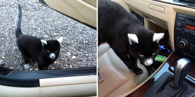 man receives greeting friendly kitty adorable markings