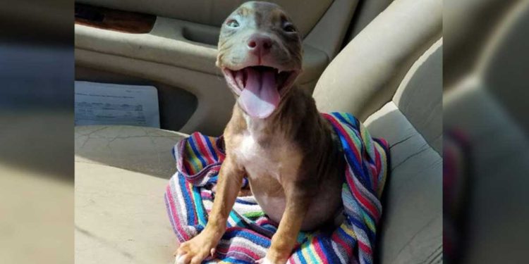 shelter rescued happy puppy