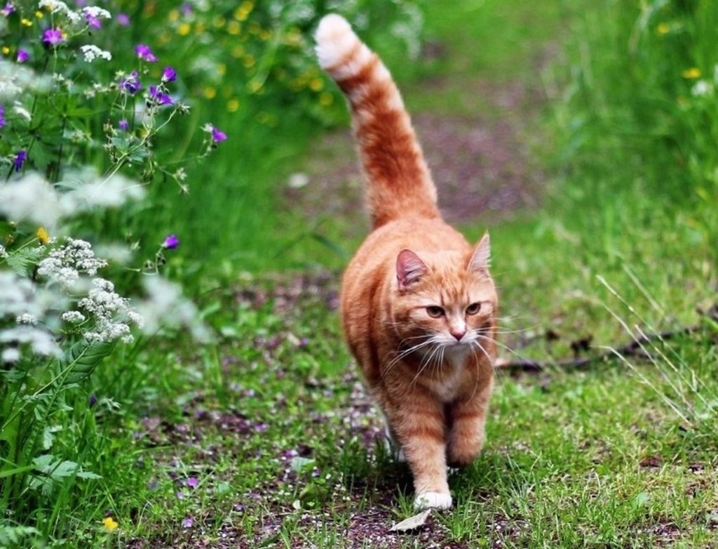 study gps trackers reveal distance cats travel night