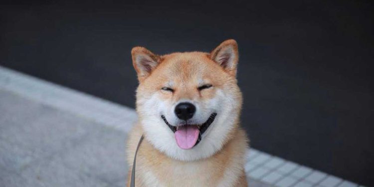 Can Dogs Really Smile