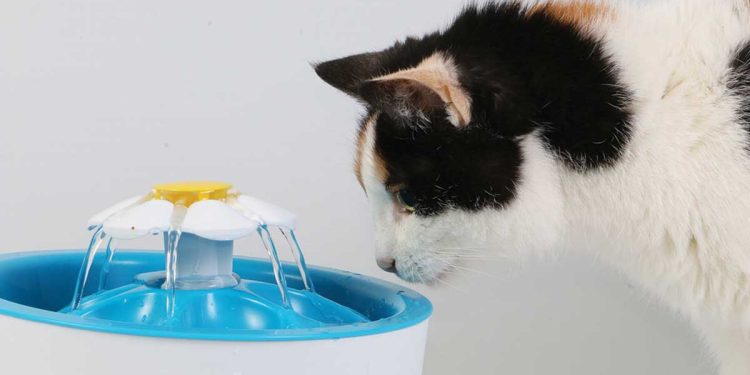 How Much Water Should A Cat Drink