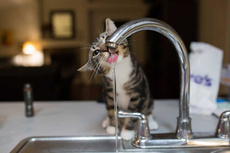 How Much Water Should A Cat Drink