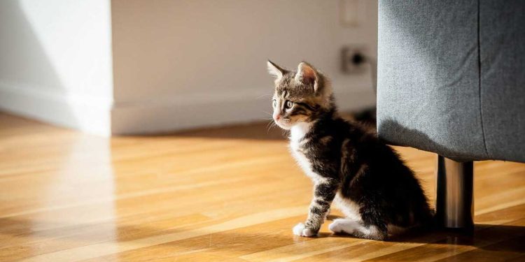 Things To Consider If You Are Getting A Kitten