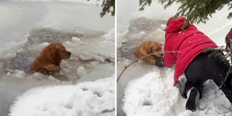 Woman stepped into freezing water to save dog
