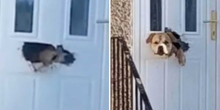 anxious dog ate door house