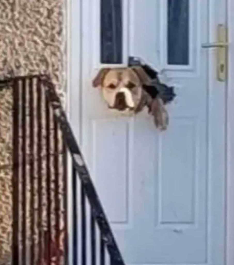 anxious dog ate door house