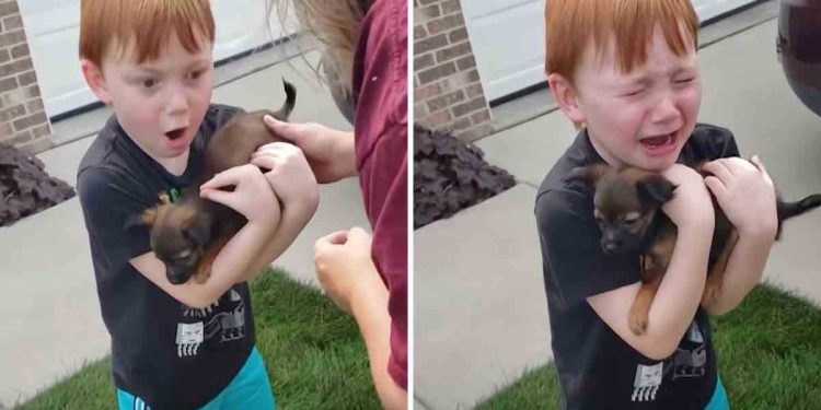 boy saved to adopt puppy cried family surprised him