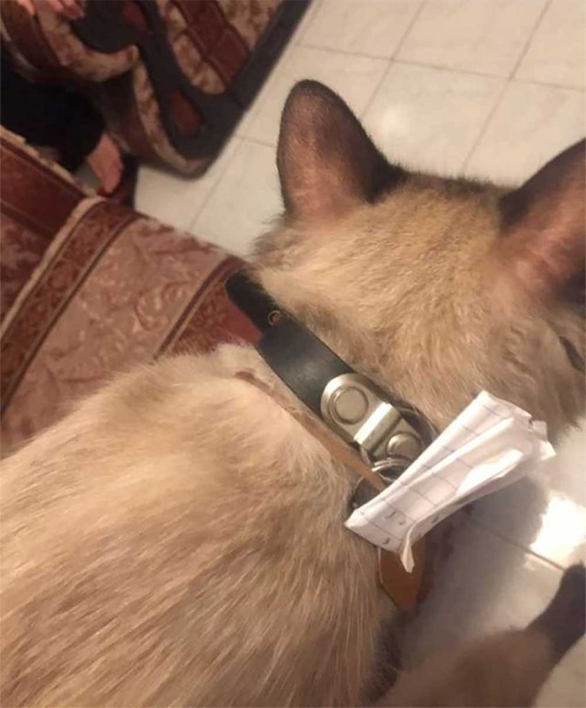cat note necklace reveals double life