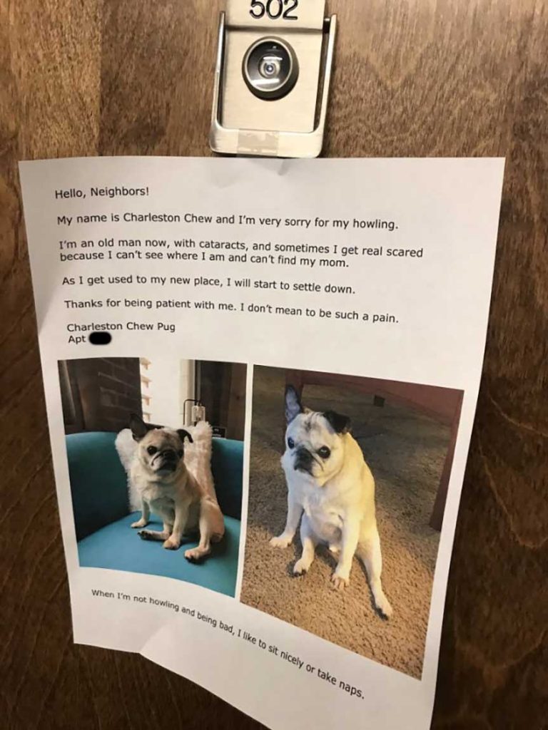 charleston chew pug dog howling apology note