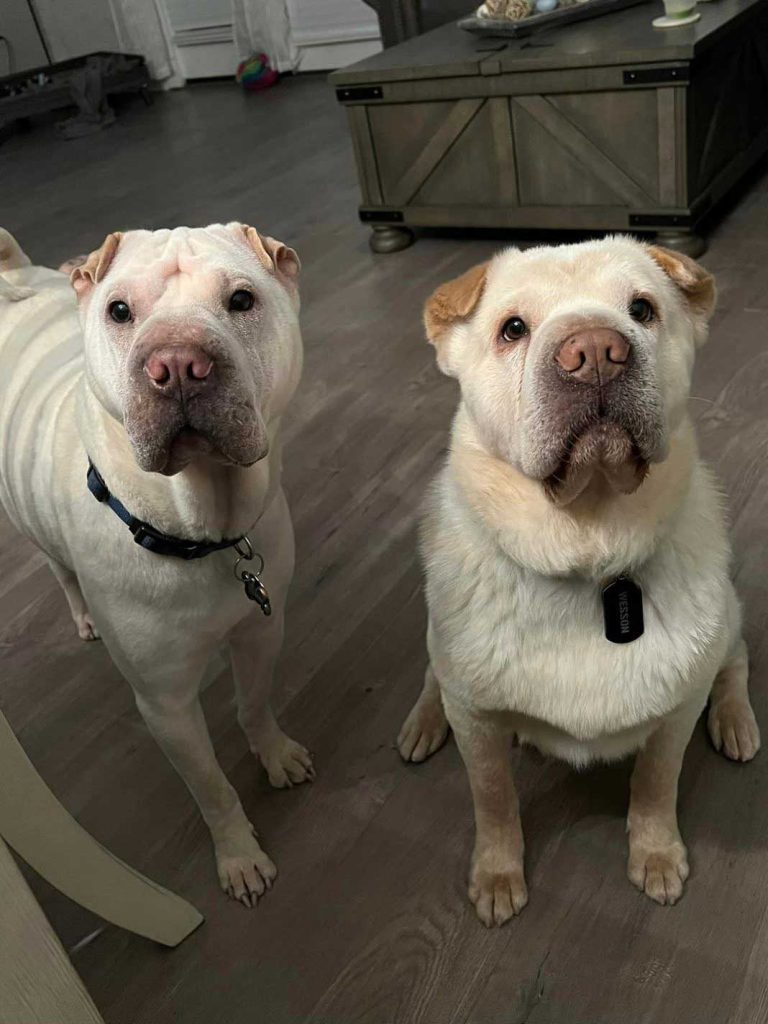 couple adopts dog looks like another dog discover why