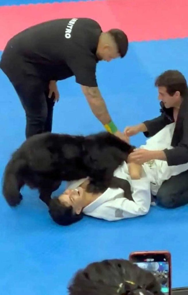 dog peacekeeper interrupted jiu-jitsu tournament