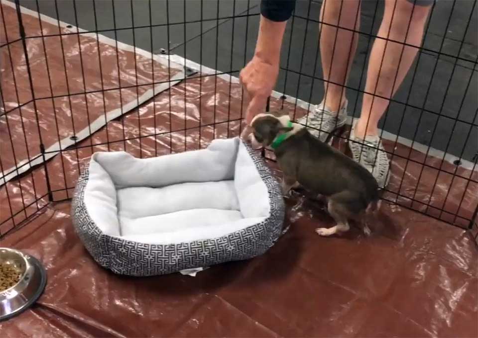 dog rescued puppy mill first bed