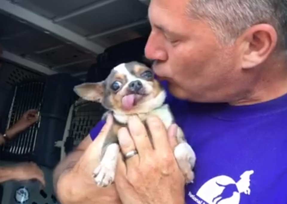 dog rescued puppy mill first bed