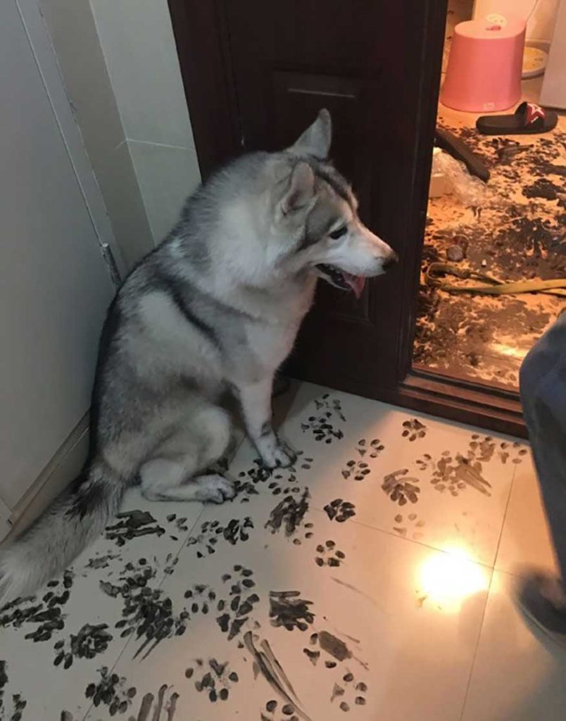 family leaves husky alone redesigns apartment