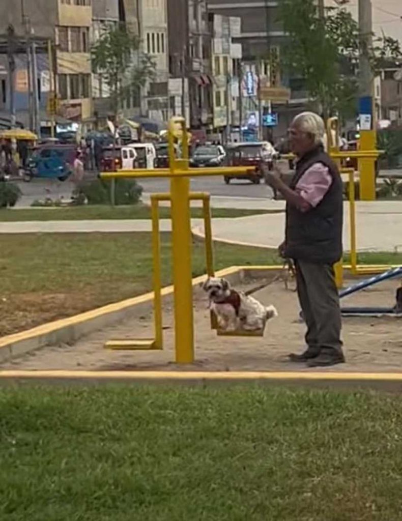 grandfather walks dog puts swing park