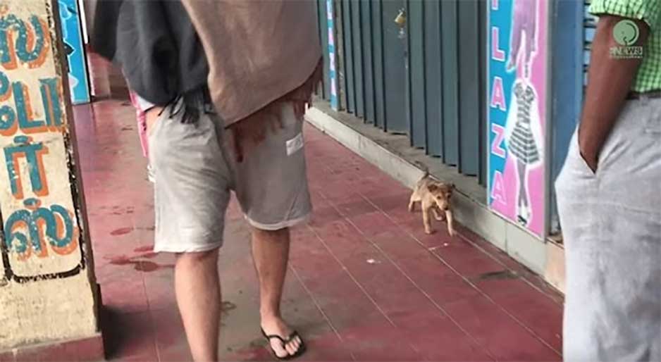 homeless dog wags tail rescued