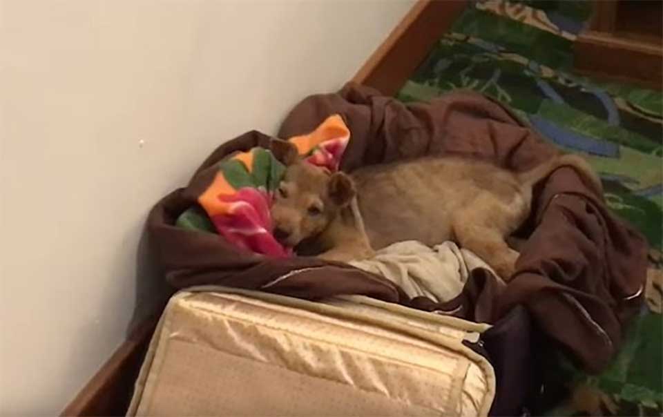homeless dog wags tail rescued