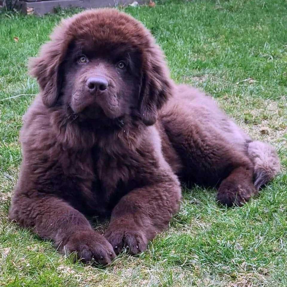 huge newfoundland kicked out school puppies