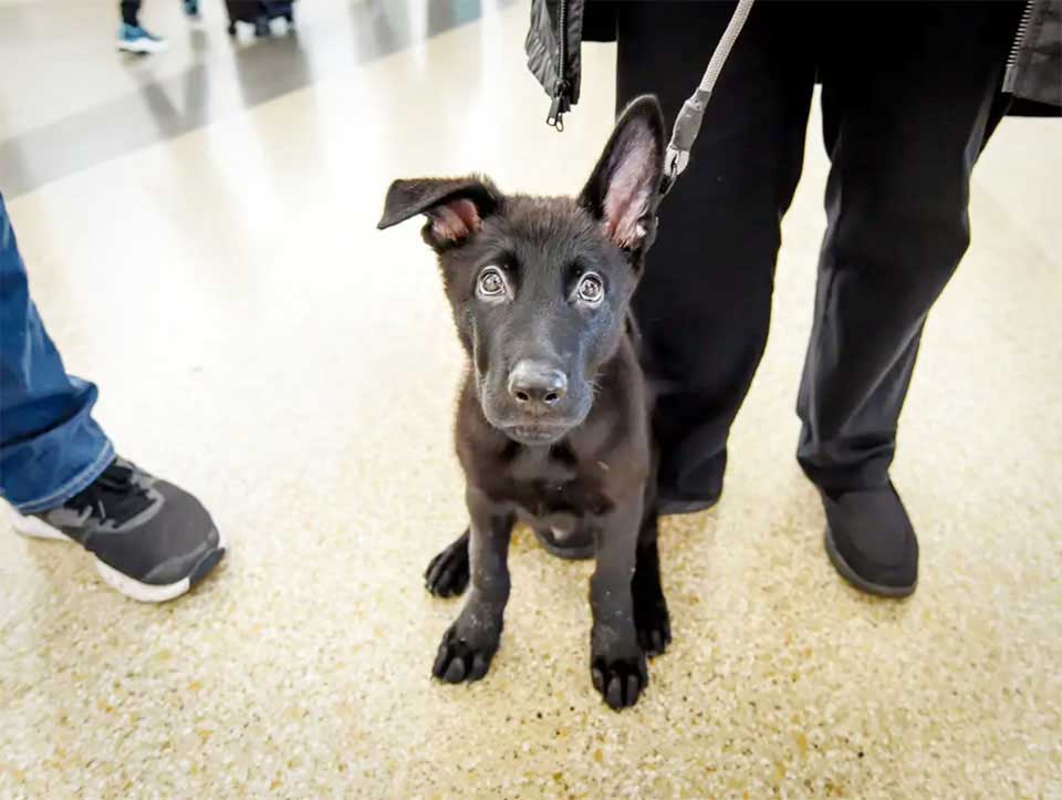 pilot adopts abandoned puppy airport