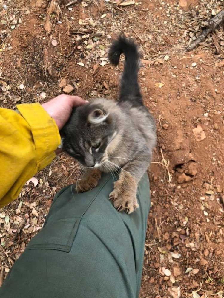 rescued cat firefighter forest fire