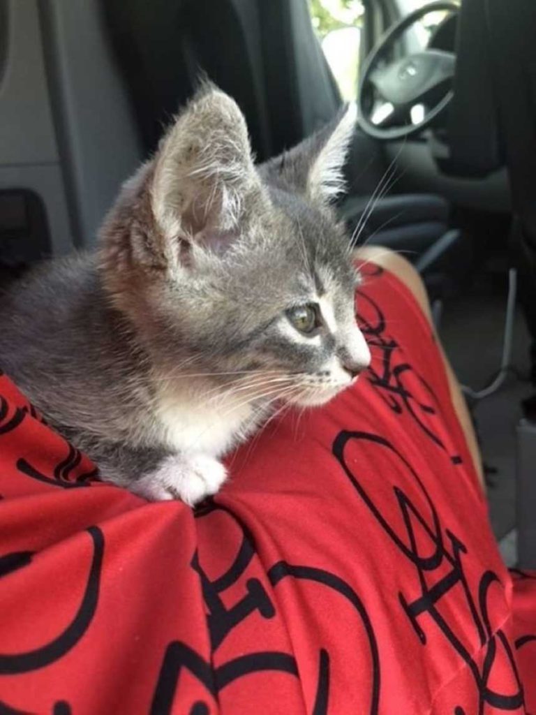 stray kitten climbs cyclist shoulder begs take home