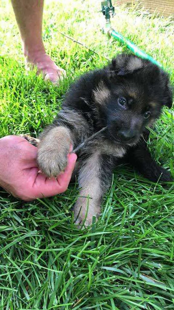 tech vet saves puppy life