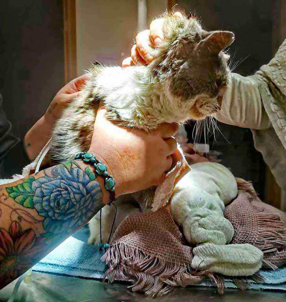 woman rescues cat found frozen ground