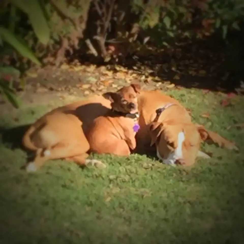 adopted dog refused leave shelter without his best friend