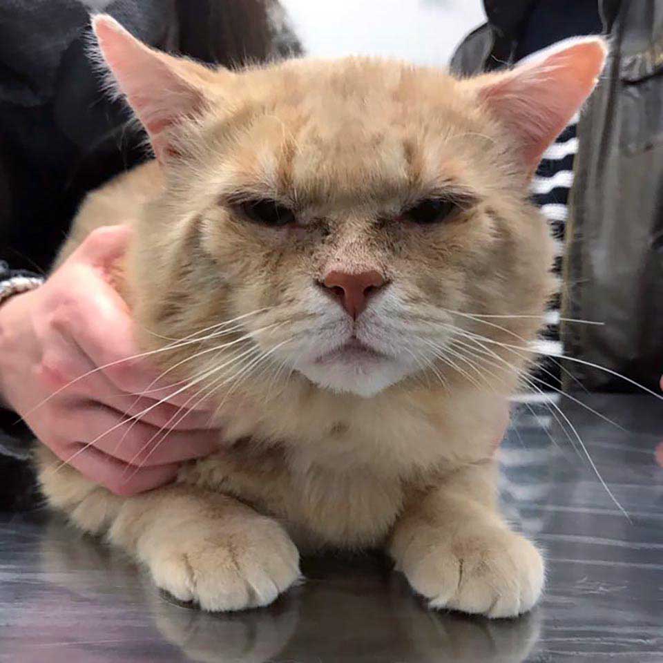cat appeared looking for help years in the streets
