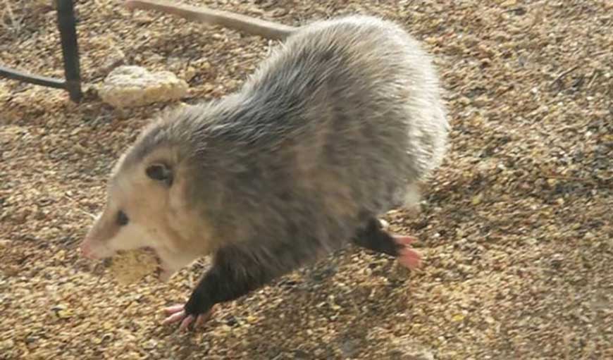 cat brings friend opossum home