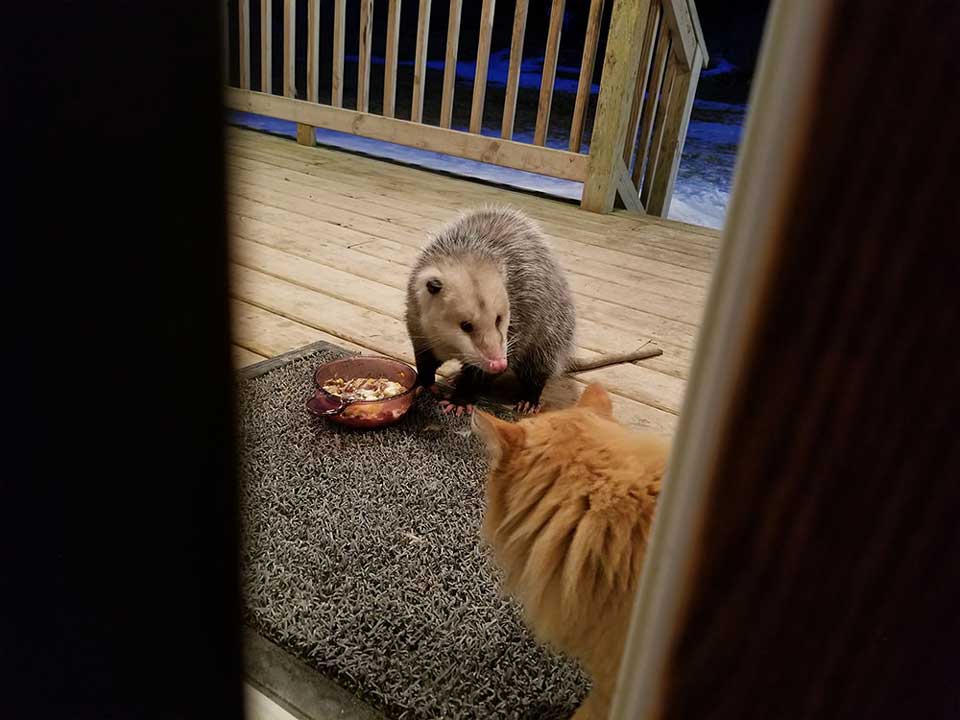 cat brings friend opossum home