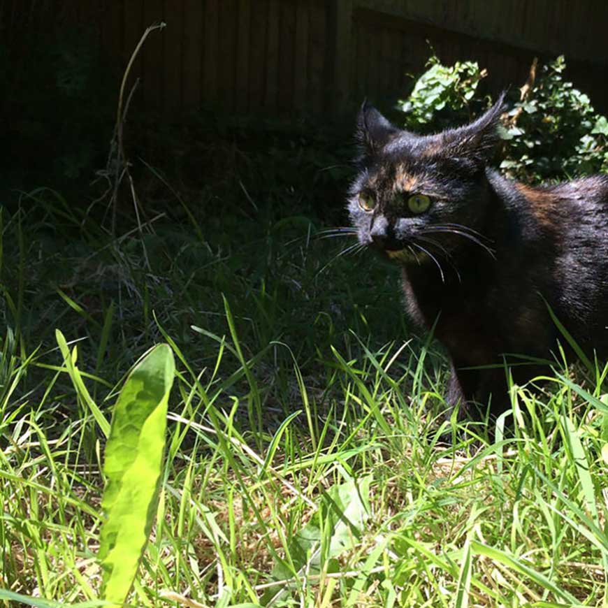 cat hunts leaf every morning