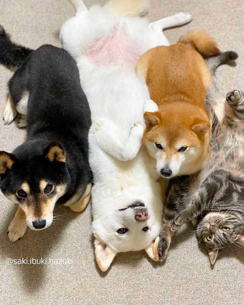 cat lives 3 shiba inus become part herd