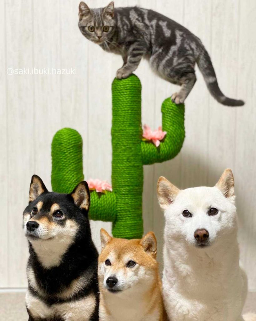 cat lives 3 shiba inus become part herd