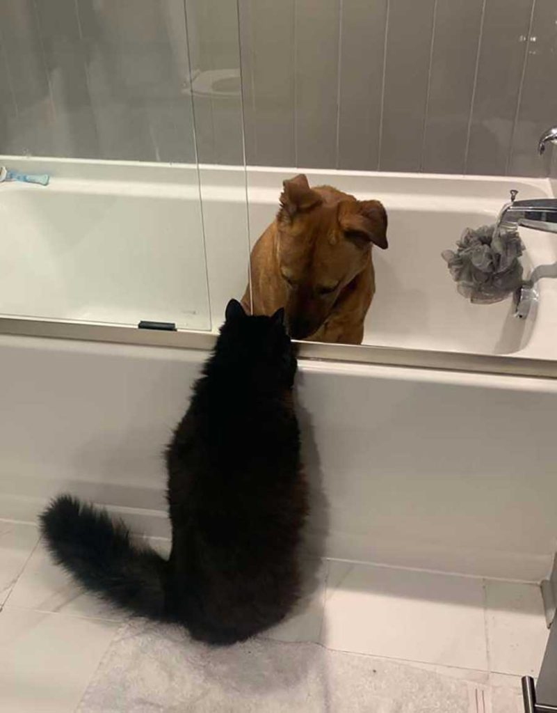 cat takes care of friend dog during storm