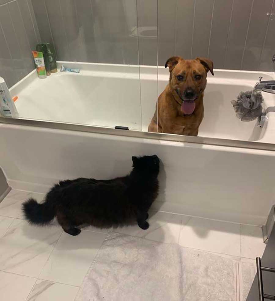 cat takes care of friend dog during storm