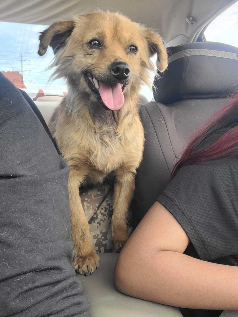 dog does not stop smiling after being rescued